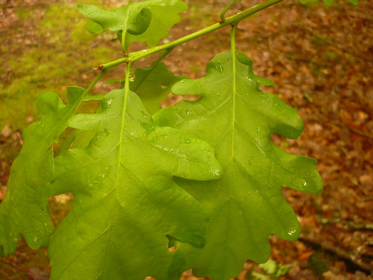 Quercus petraea subsp. petraea (Fagaceae)